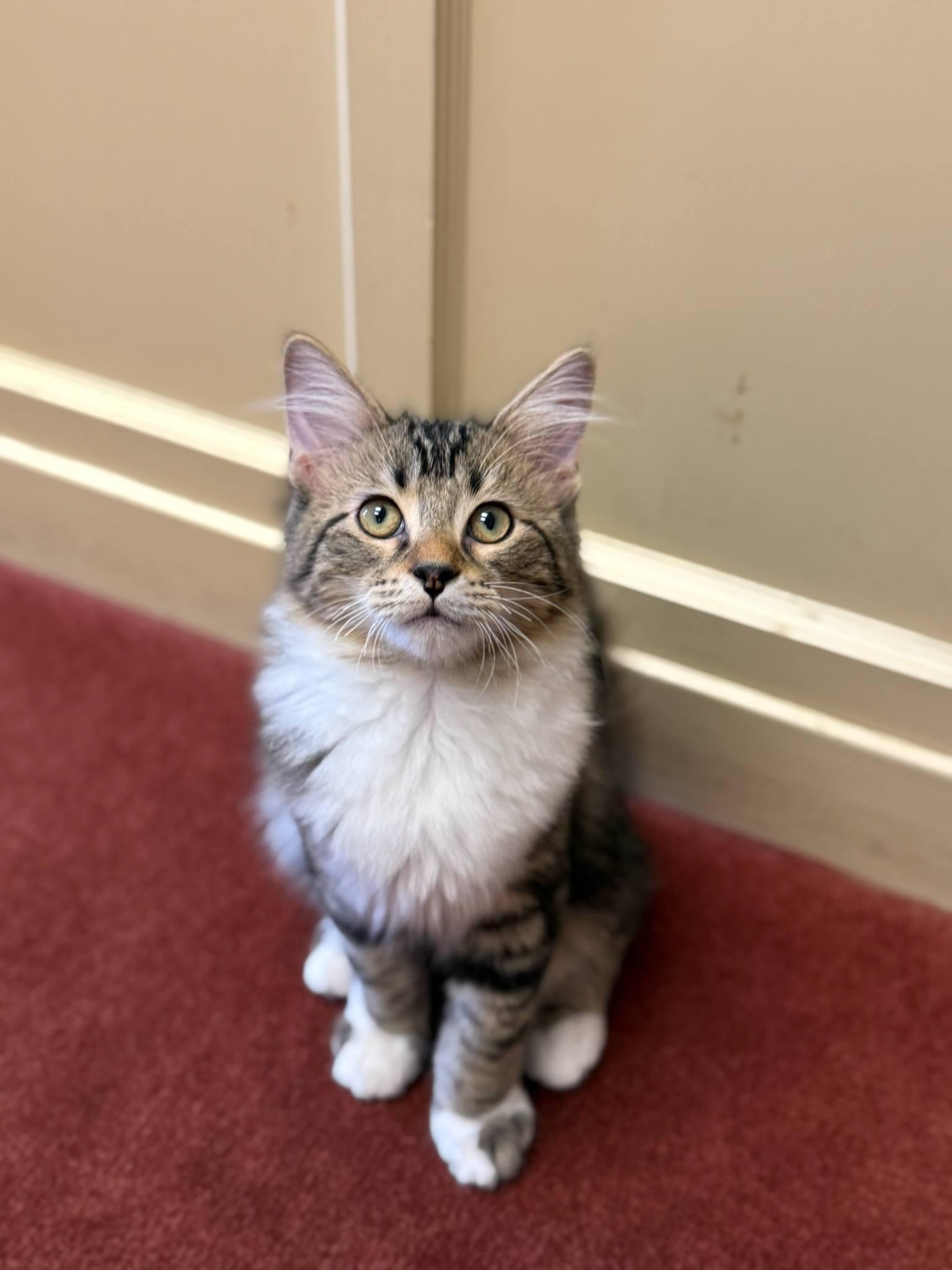 Roger, an adopted mixed breed in Bloomington, IN image 2/3