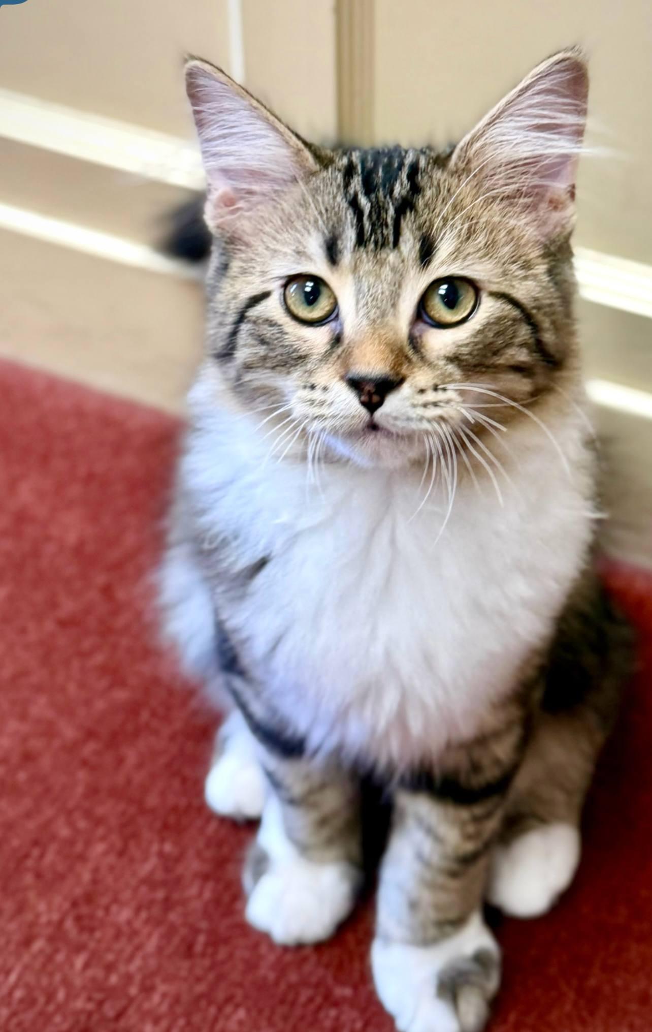 Roger, adopted, Kitten Male Maine Coon & Domestic Medium Hair.