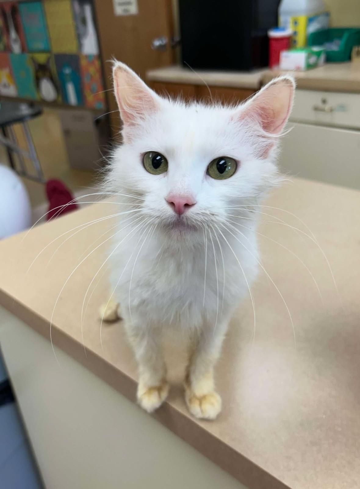 Enlarge Dawny, a Adoptable mixed breed in Maryville, MO image 1/4