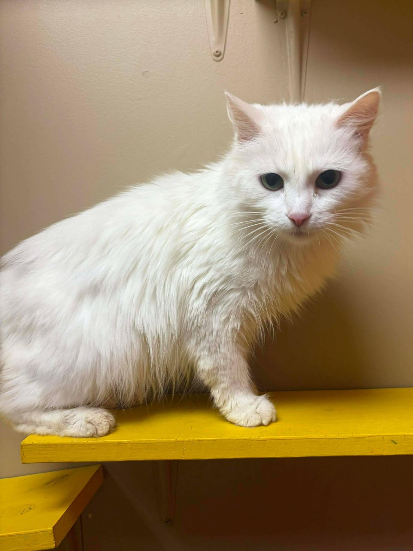 Enlarge Dawny, a Adoptable mixed breed in Maryville, MO image 2/6