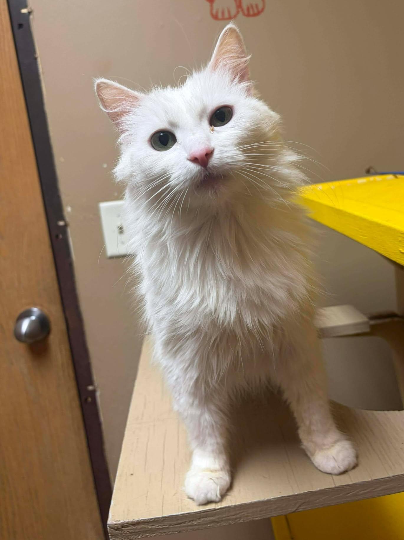 Dawny, Adoptable, Adult Female Domestic Medium Hair.