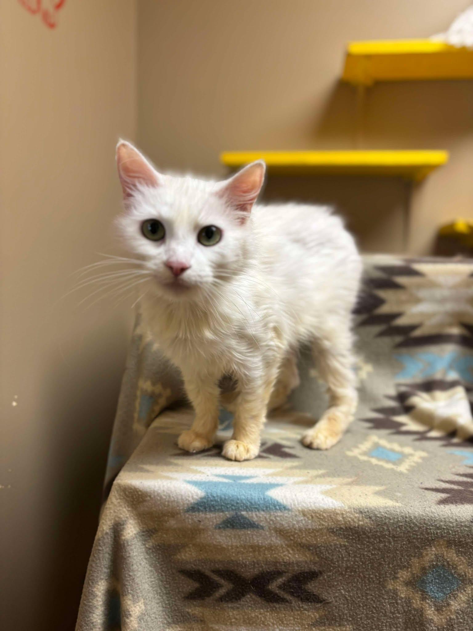 Enlarge Dawny, a Adoptable mixed breed in Maryville, MO image 2/4