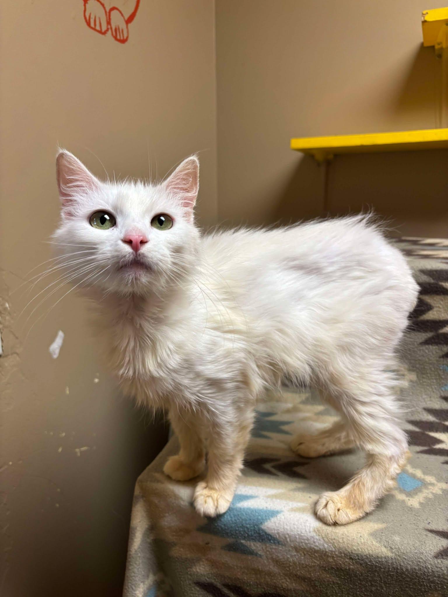 Enlarge Dawny, a Adoptable mixed breed in Maryville, MO image 3/4