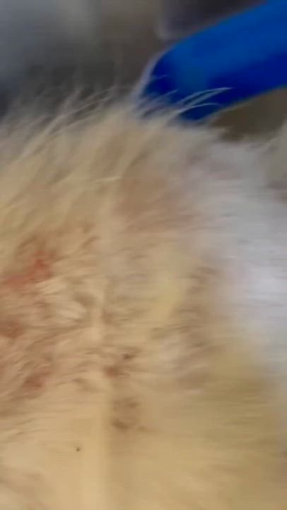 Enlarge Dawny, a Adoptable mixed breed in Maryville, MO video 3/6