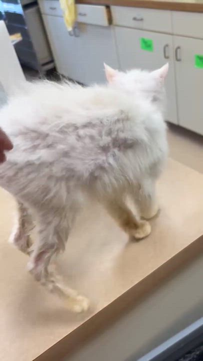 Enlarge Dawny, a Adoptable mixed breed in Maryville, MO video 4/4