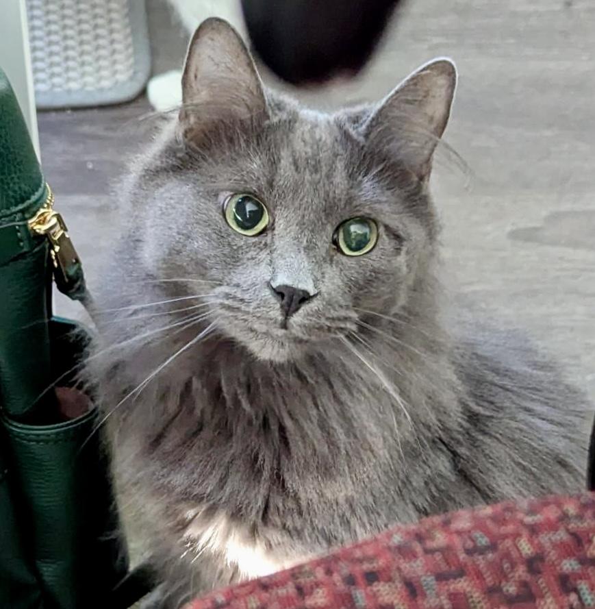 Bernie (bonded with Dream), Adoptable, Adult Male Domestic Medium Hair.