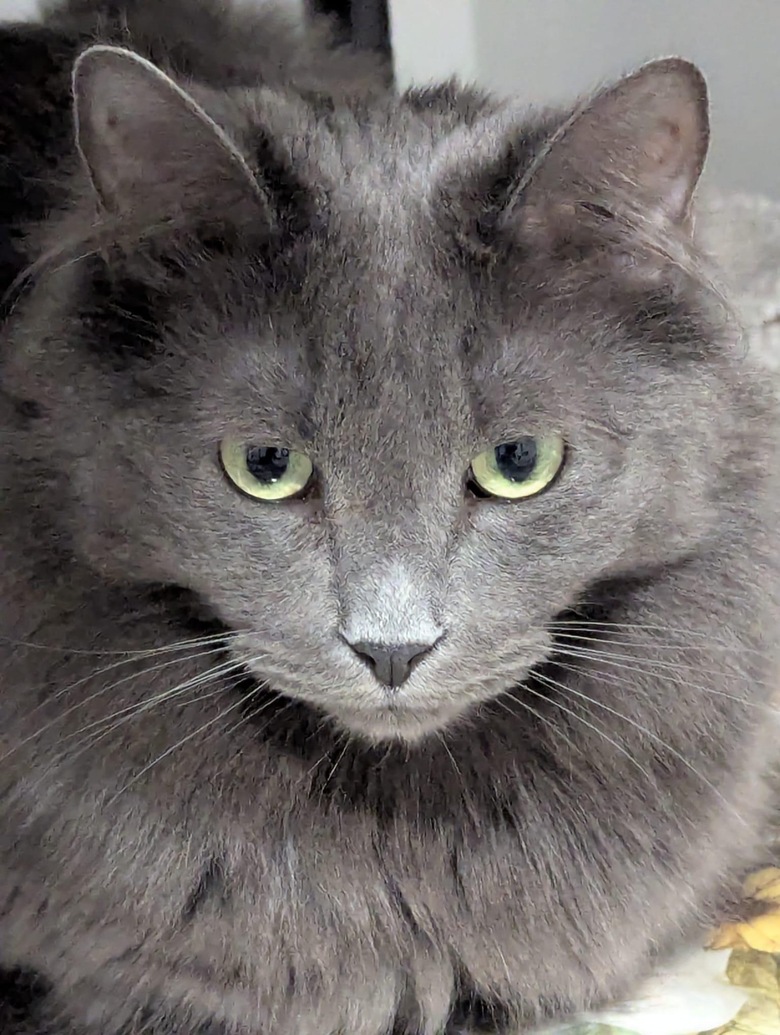 Bernie (bonded with Dream), Adoptable, Adult Male Domestic Medium Hair.