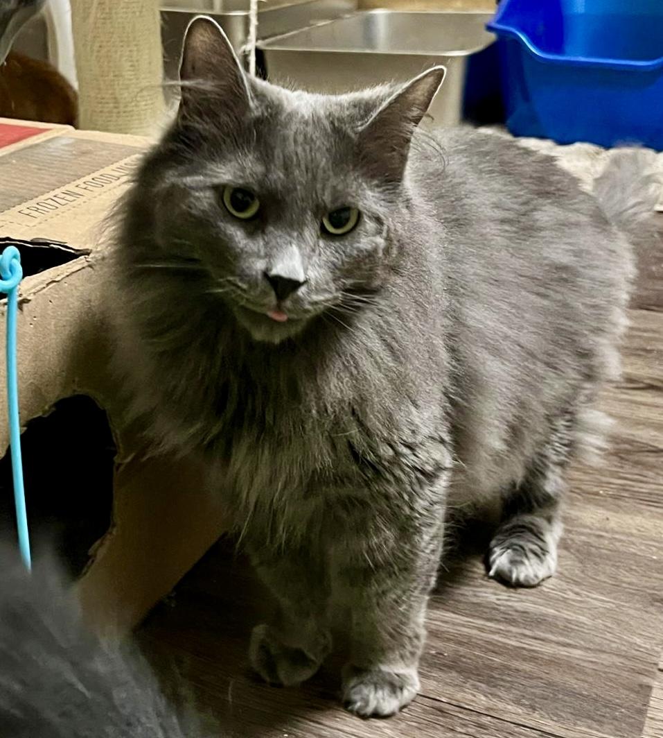 Enlarge Bernie (bonded with Dream), a Adoptable Domestic Medium Hair in Toronto, ON image 4/6