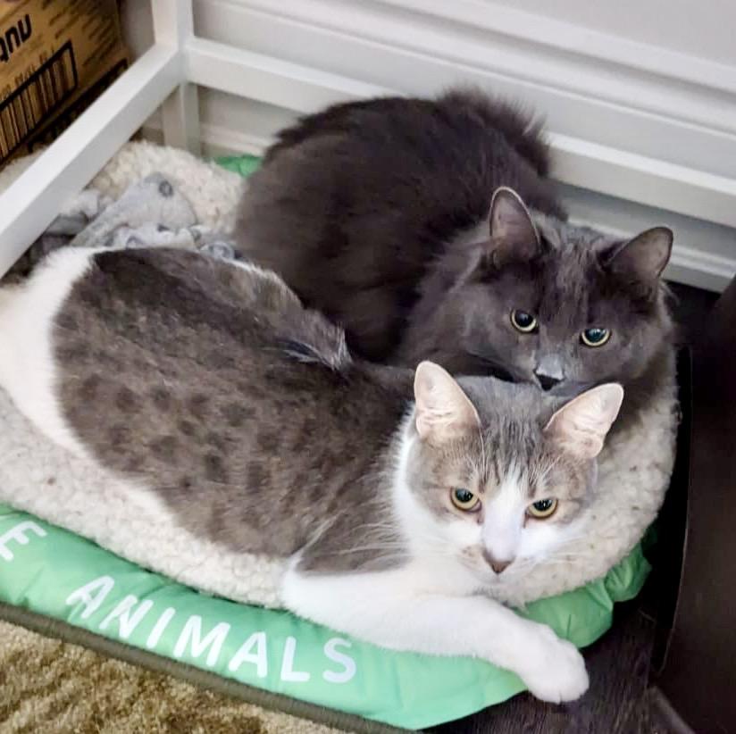 Enlarge Bernie (bonded with Dream), a Adoptable Domestic Medium Hair in Toronto, ON image 2/6