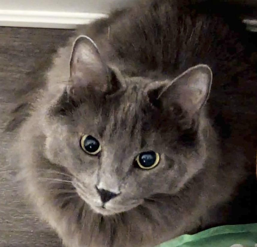 Enlarge Bernie (bonded with Dream), a Adoptable Domestic Medium Hair in Toronto, ON image 3/6