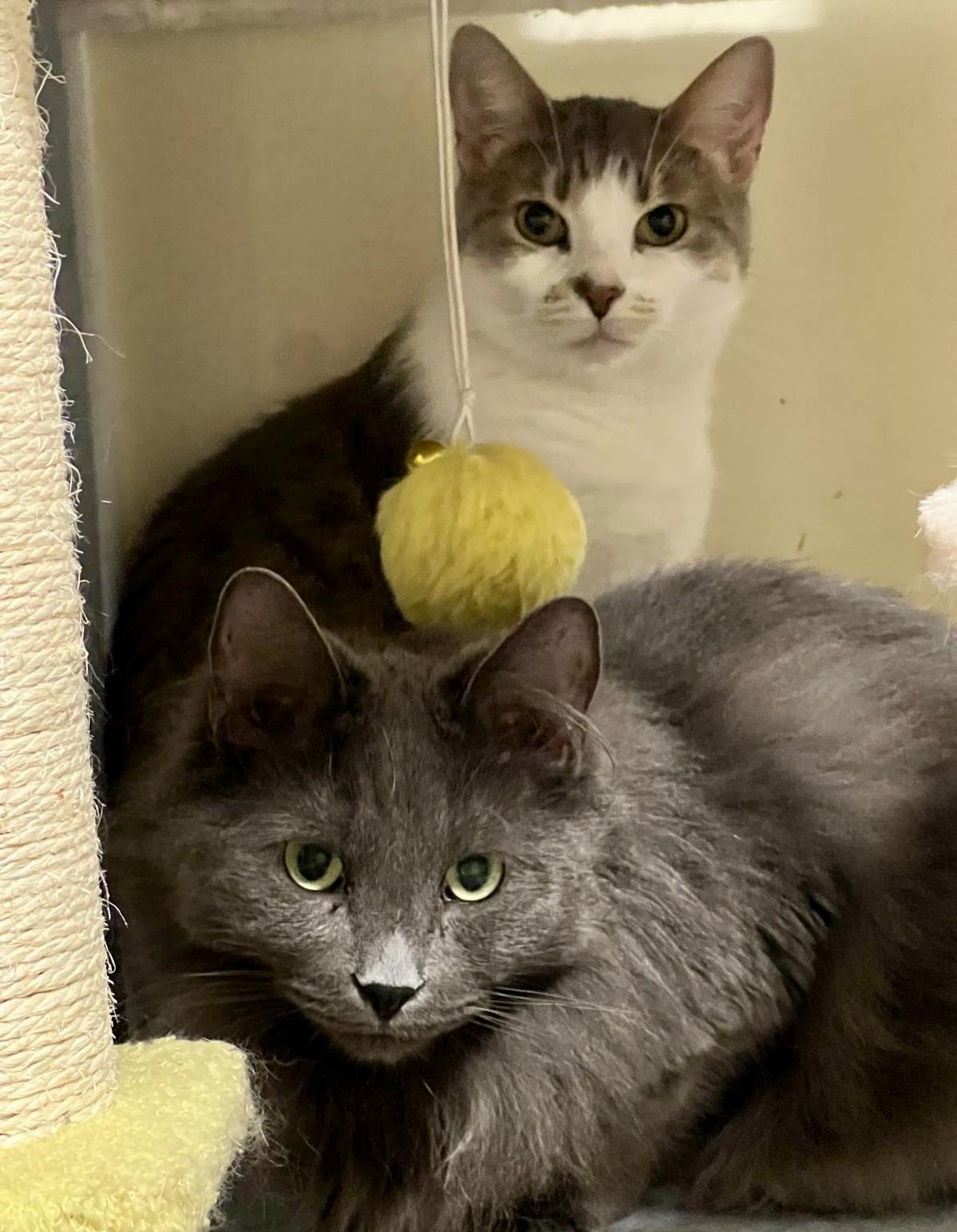 Enlarge Bernie (bonded with Dream), a Adoptable Domestic Medium Hair in Toronto, ON image 5/6