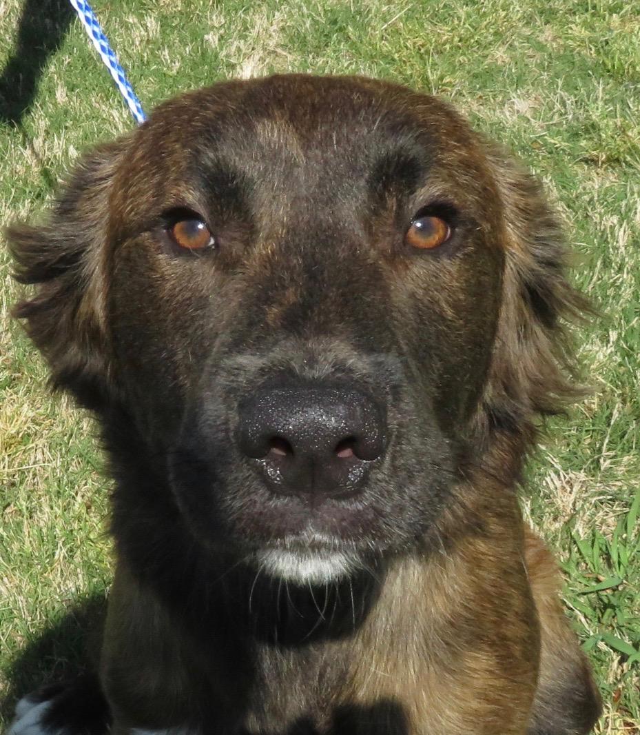 Bussin, Adoptable, Young Male Australian Shepherd.