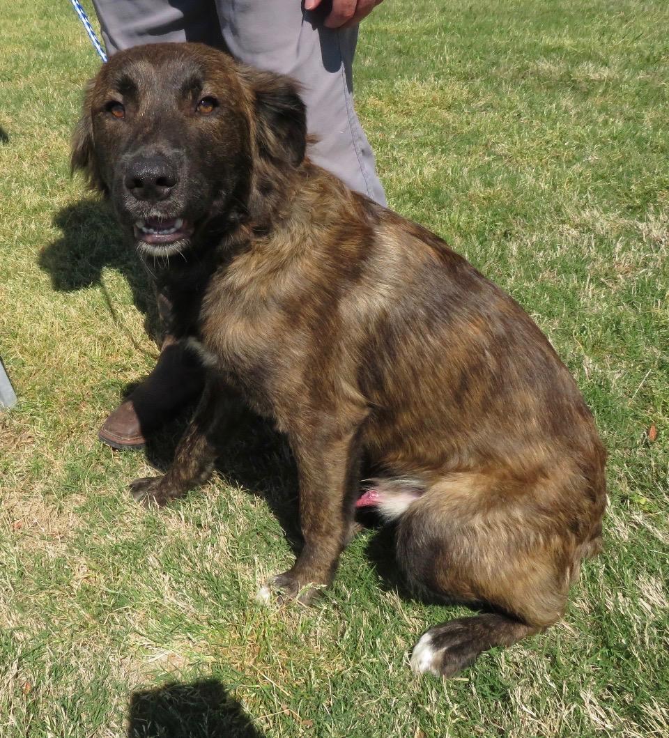 Enlarge Bussin, a Adoptable mixed breed in Evergreen, CO image 2/2