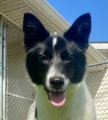 Rocket, ADOPTABLE, Young Male Border Collie.