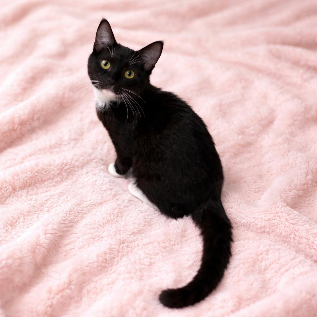 Layla, ADOPTABLE, Kitten Female Domestic Short Hair & Tuxedo.