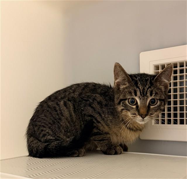 CEDRIC, Adoptable, Kitten Male Domestic Short Hair.