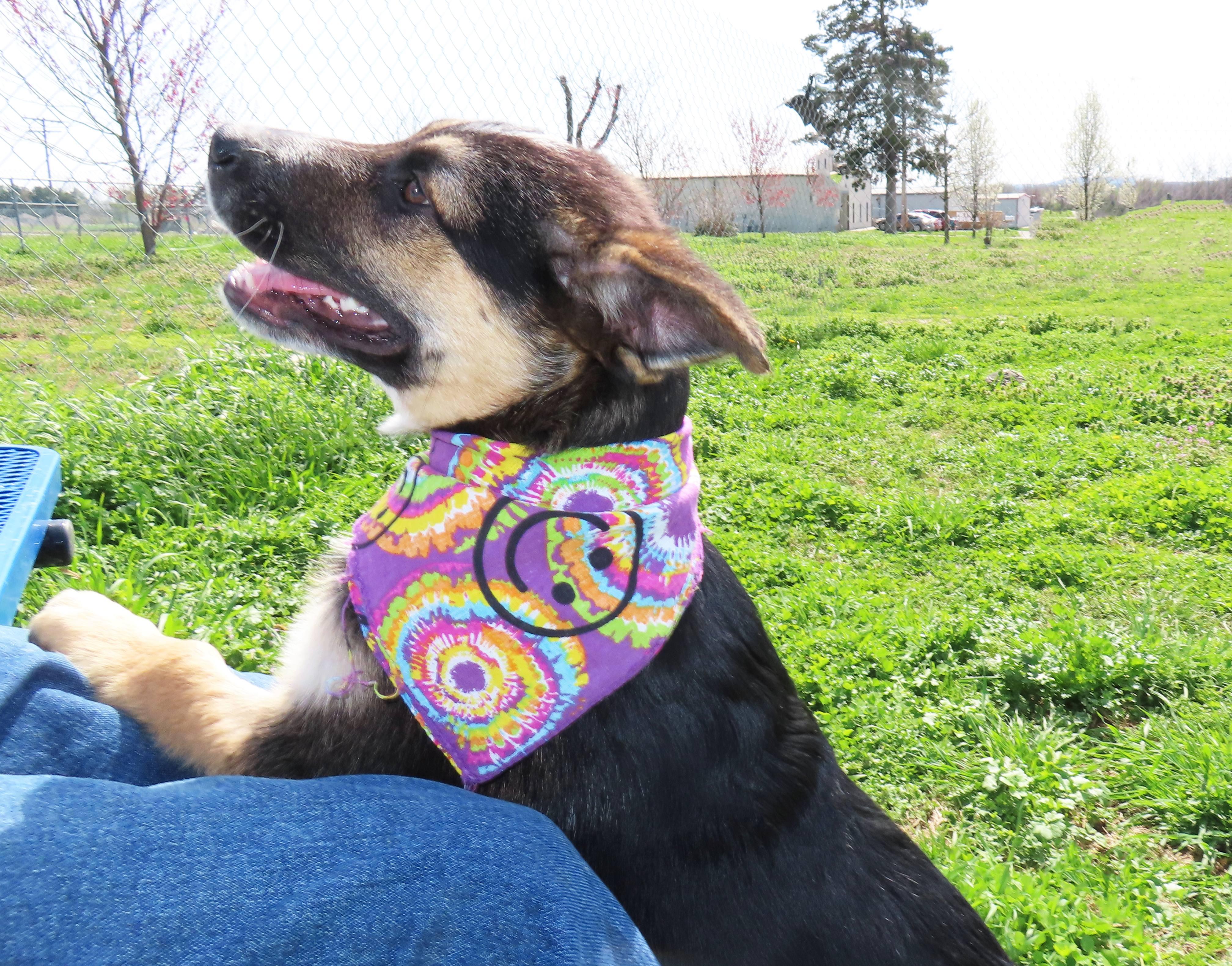 Enlarge Hansel   26C-36A   4-month-old, an adopted mixed breed in Rogers, AR image 2/5