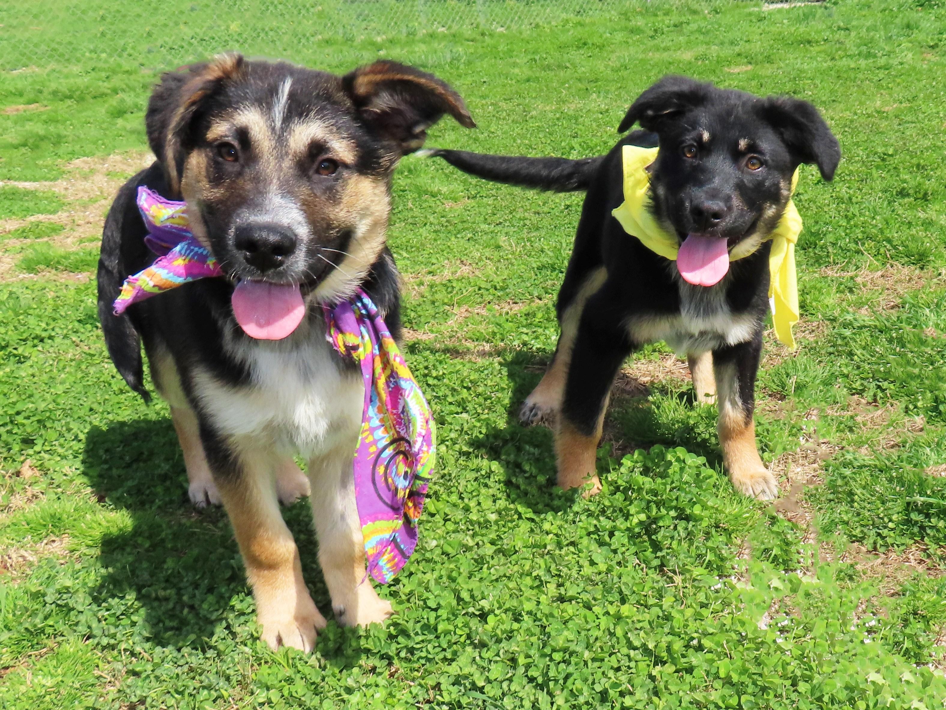 Enlarge Hansel   26C-36A   4-month-old, an adopted mixed breed in Rogers, AR image 5/5