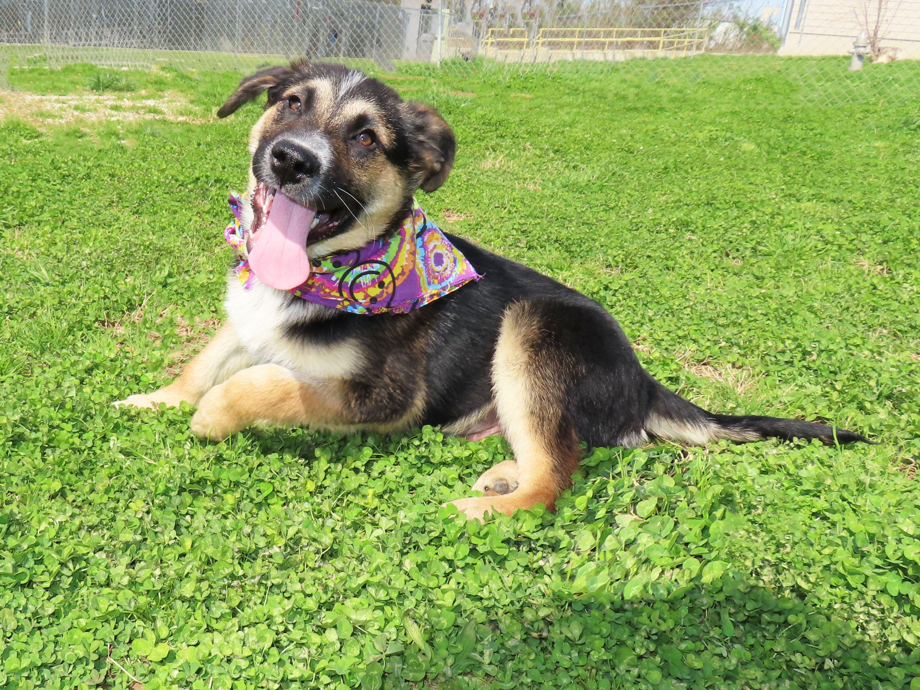 Enlarge Hansel   26C-36A   4-month-old, an adopted mixed breed in Rogers, AR image 4/5
