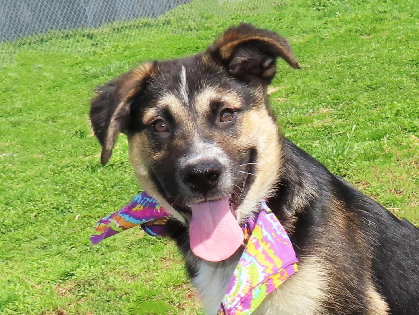 Enlarge Hansel   26C-36A   4-month-old, an adopted mixed breed in Rogers, AR image 1/5