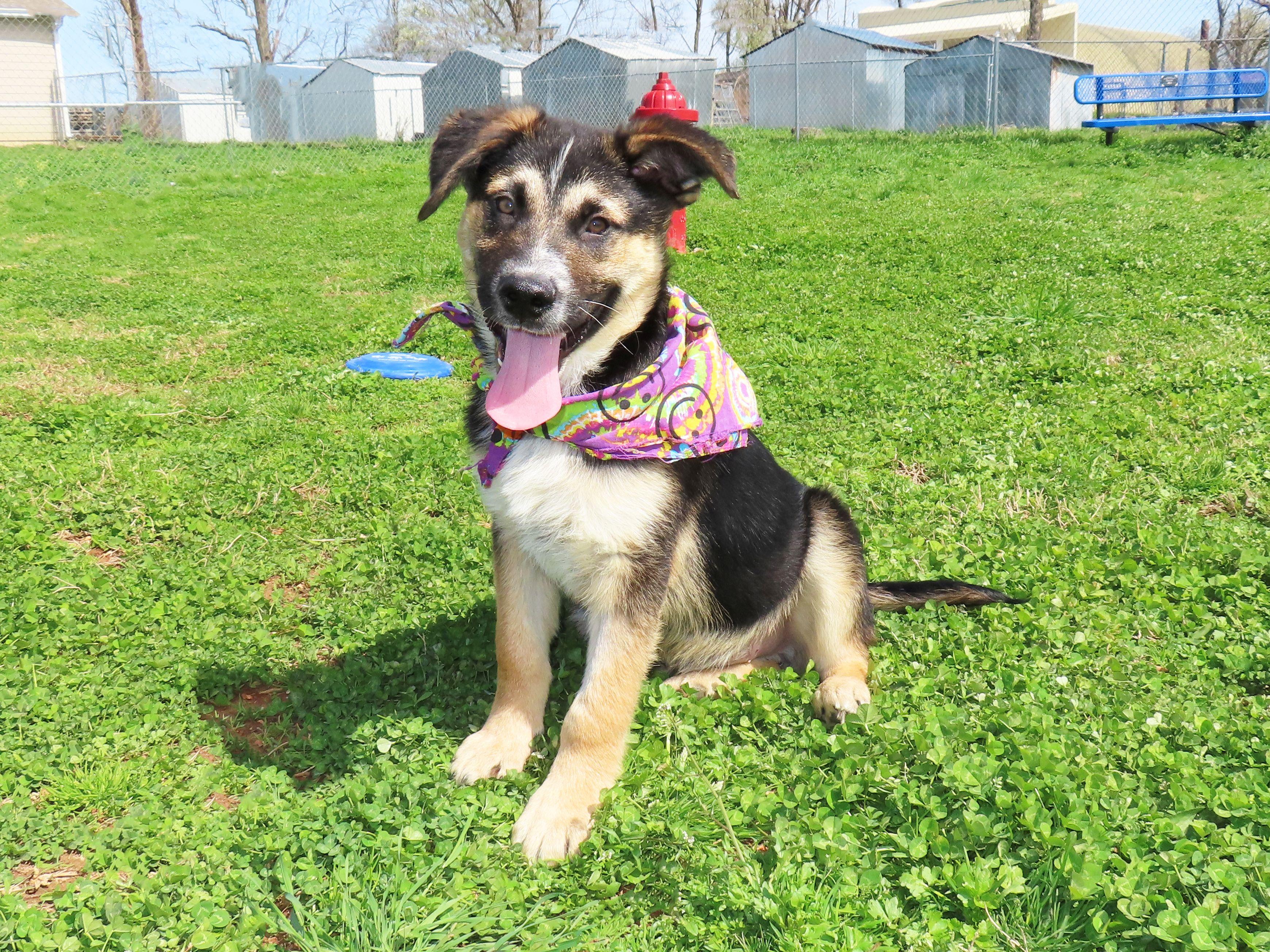 Enlarge Hansel   26C-36A   4-month-old, an adopted mixed breed in Rogers, AR image 3/5