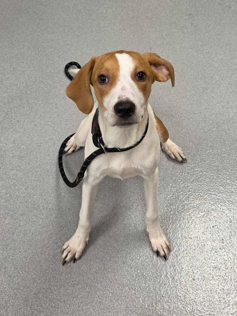 Enlarge Kombucha, a Adoptable mixed breed in Chillicothe, OH image 1/1