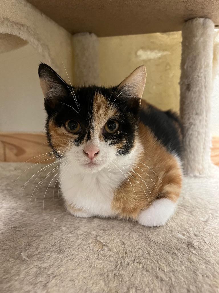 Dani, Adoptable, Kitten Female Domestic Short Hair.