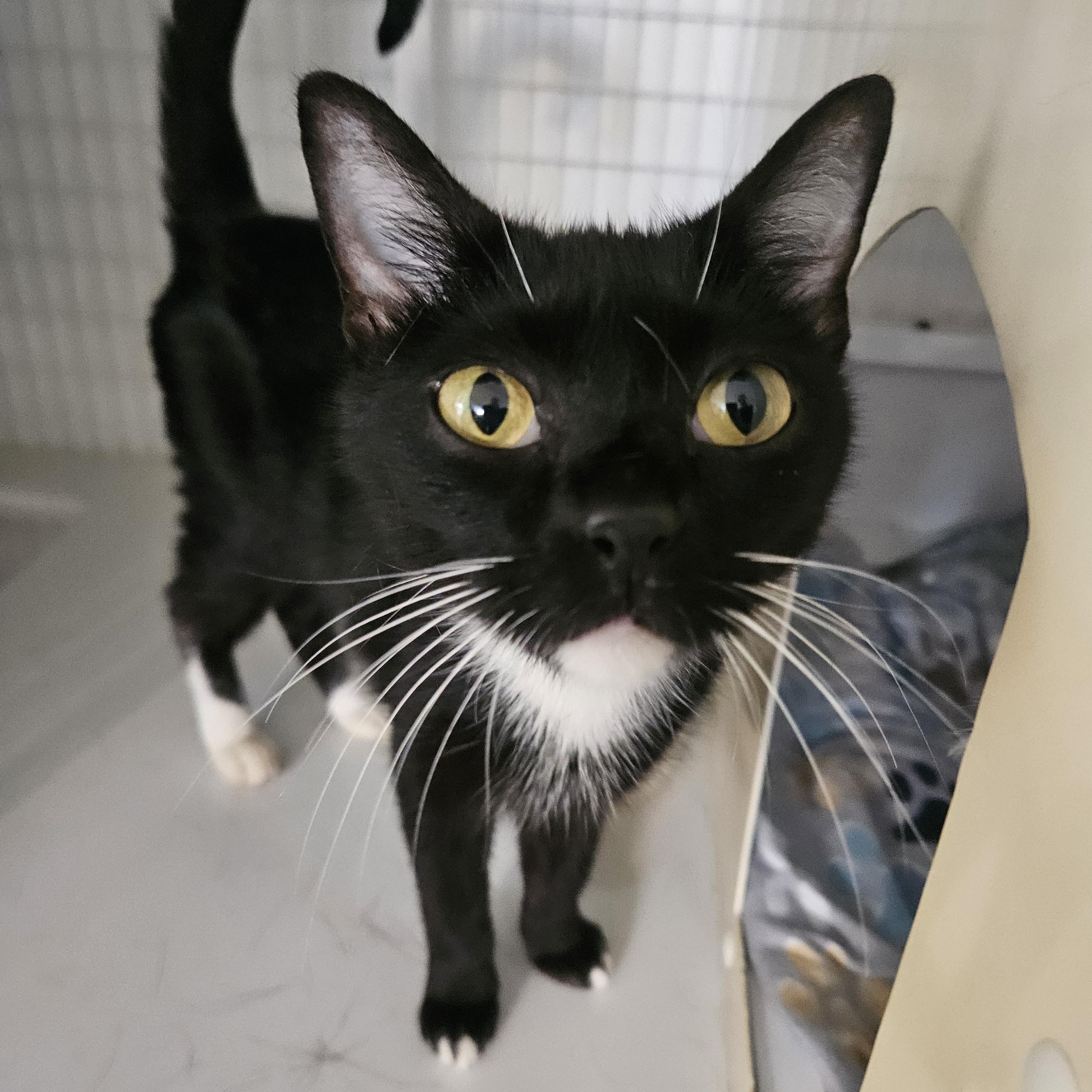 Enlarge Lisel, a Adoptable Domestic Short Hair in Melbourne, FL image 2/2