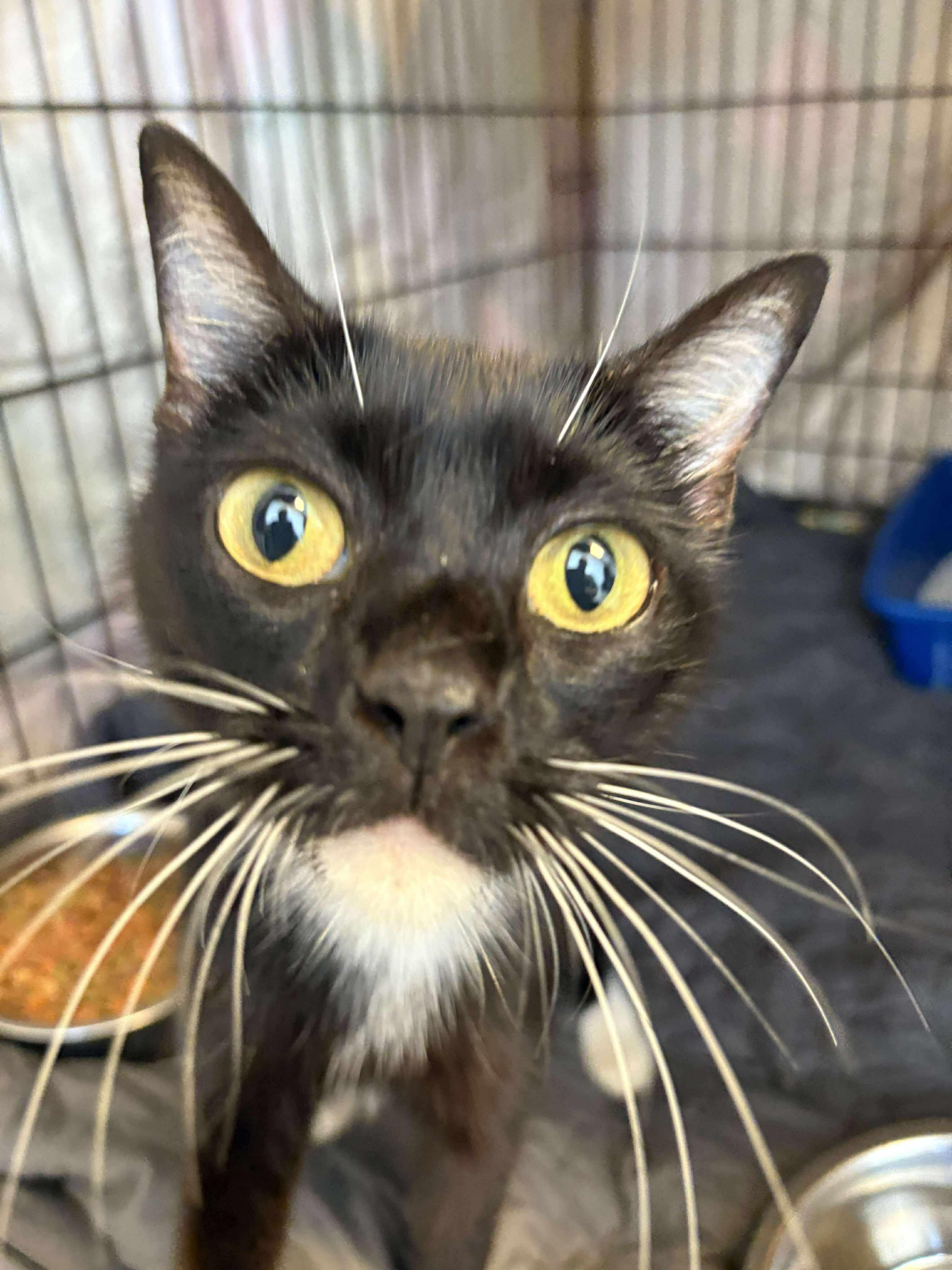 Enlarge Lisel, a Adoptable Domestic Short Hair in Melbourne, FL image 1/2