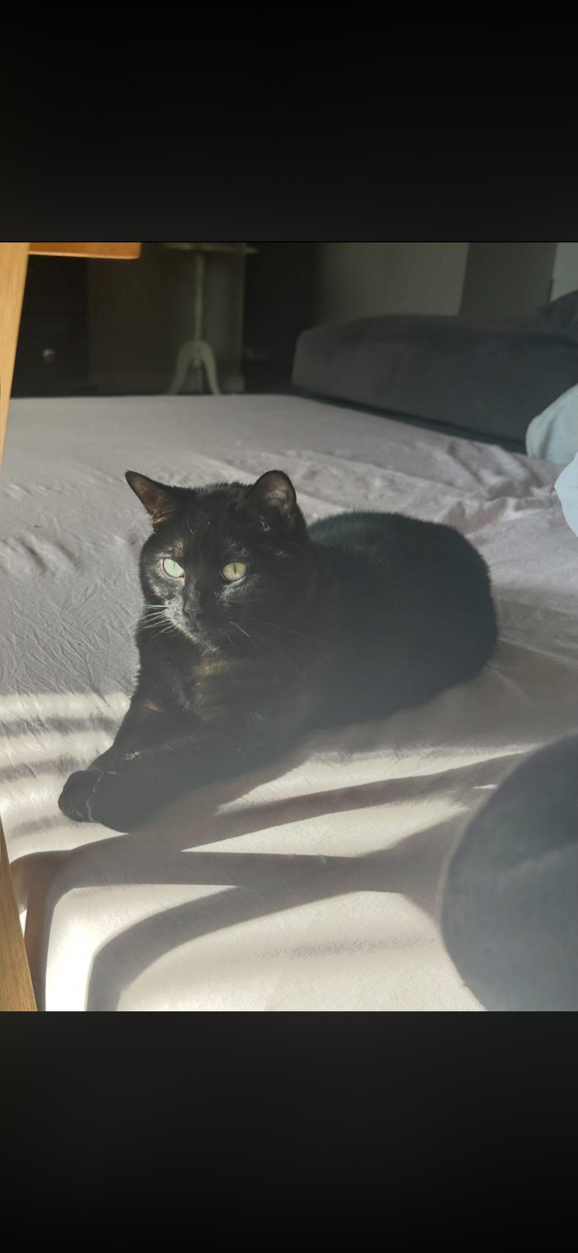 Luna, a ADOPTABLE Abyssinian in Hayward, CA image 4/6