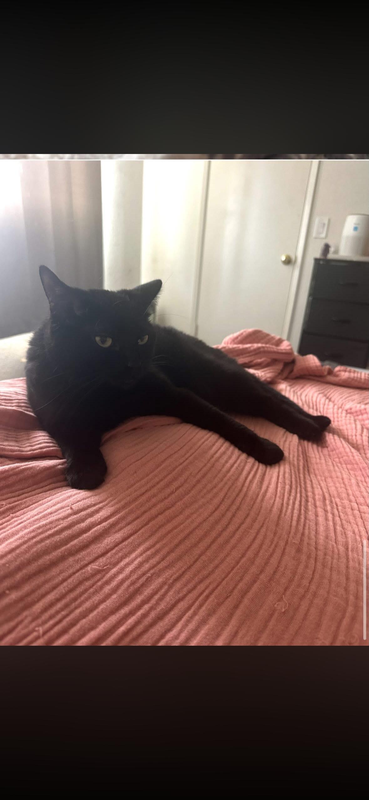 Luna, a ADOPTABLE Abyssinian in Hayward, CA image 1/6