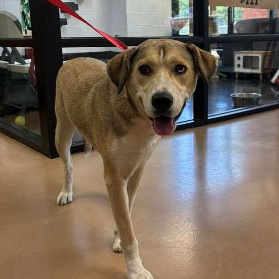 Enlarge Powder (SPONSORED), a Adoptable Mixed Breed in Gadsden, AL image 1/6