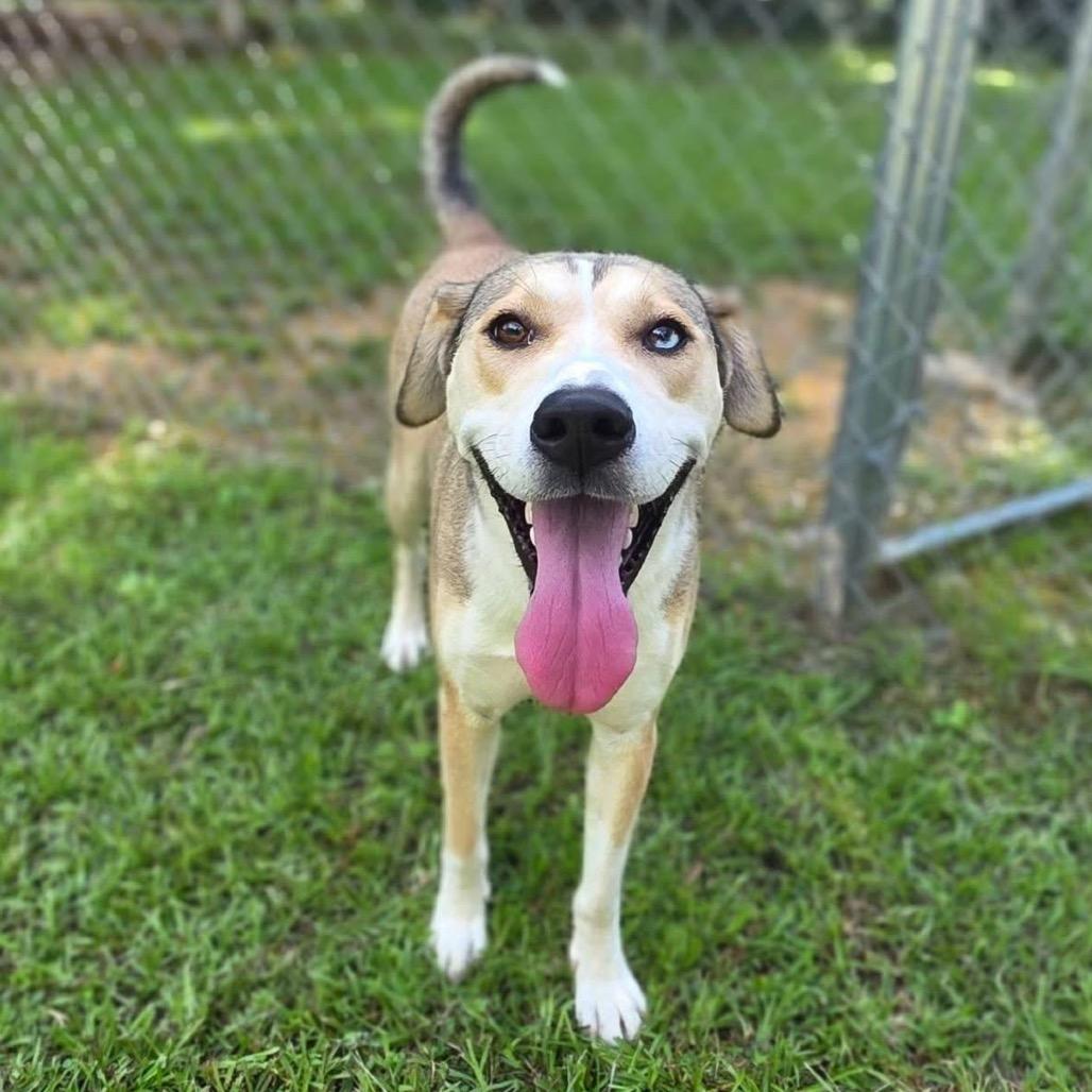 Enlarge Powder (SPONSORED), a Adoptable Mixed Breed in Gadsden, AL image 2/6