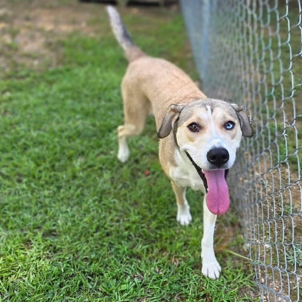 Enlarge Powder (SPONSORED), a Adoptable Mixed Breed in Gadsden, AL image 3/6