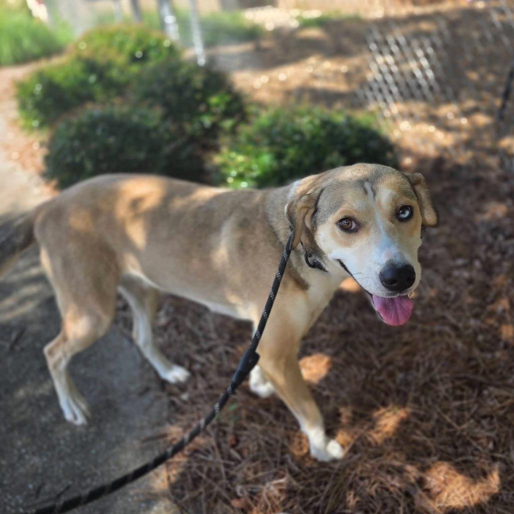 Enlarge Powder (SPONSORED), a Adoptable Mixed Breed in Gadsden, AL image 4/6