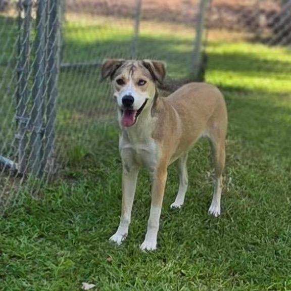 Enlarge Powder (SPONSORED), a Adoptable Mixed Breed in Gadsden, AL image 5/6