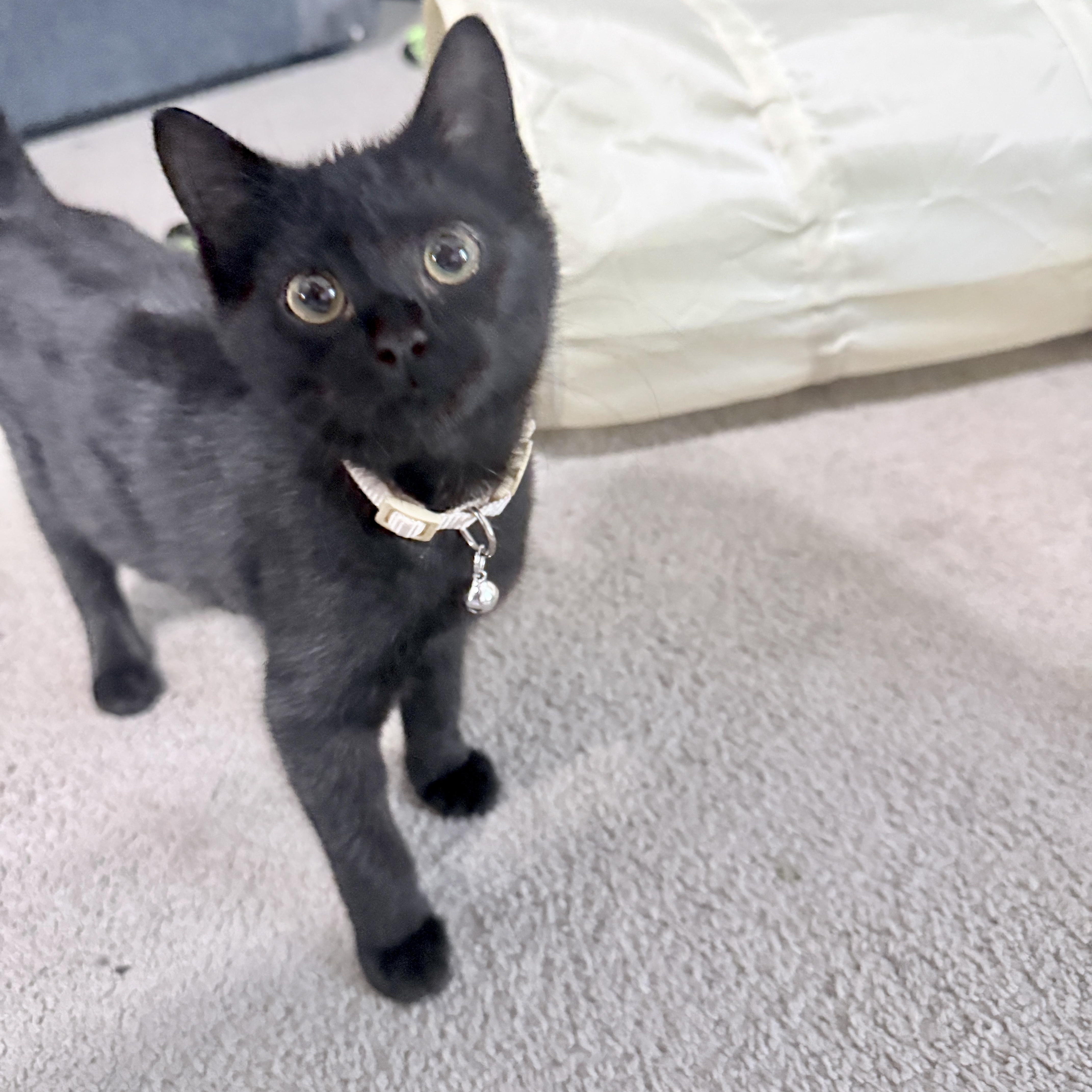 Enlarge Hula, a Adopted Domestic Short Hair in Richmond, VA image 1/1