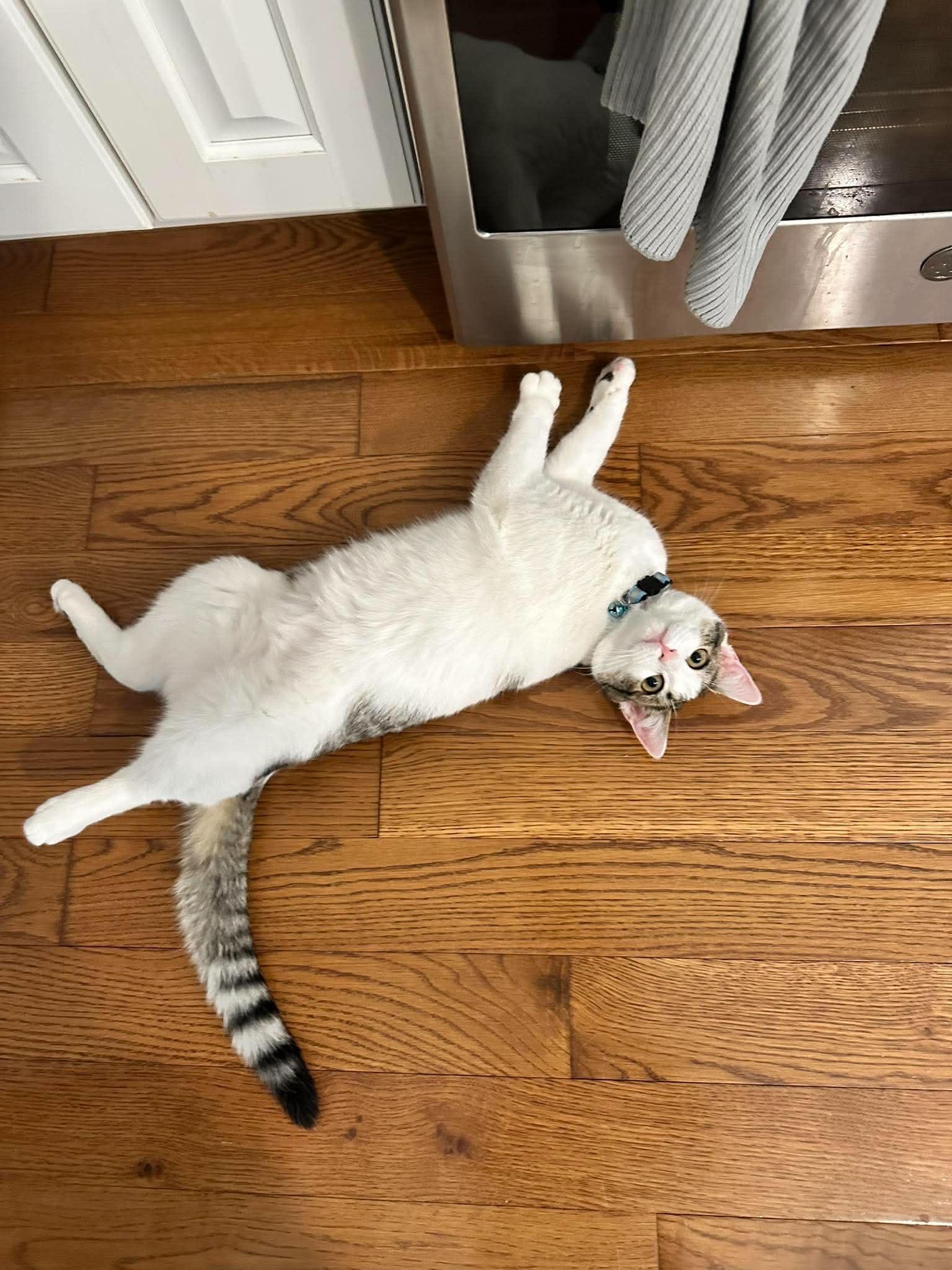Enlarge Fleur, a Adoptable Domestic Short Hair in Penfield, NY image 2/6
