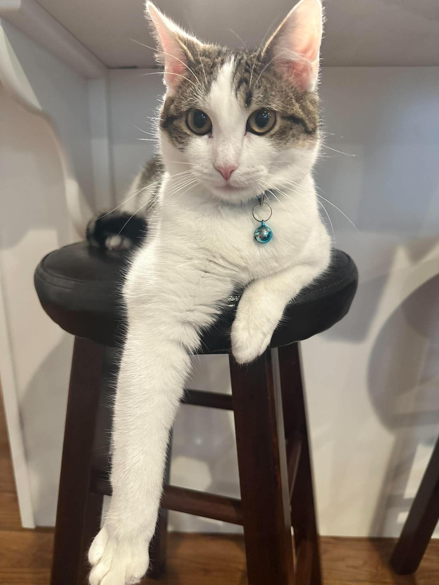Enlarge Fleur, a Adoptable Domestic Short Hair in Penfield, NY image 3/6