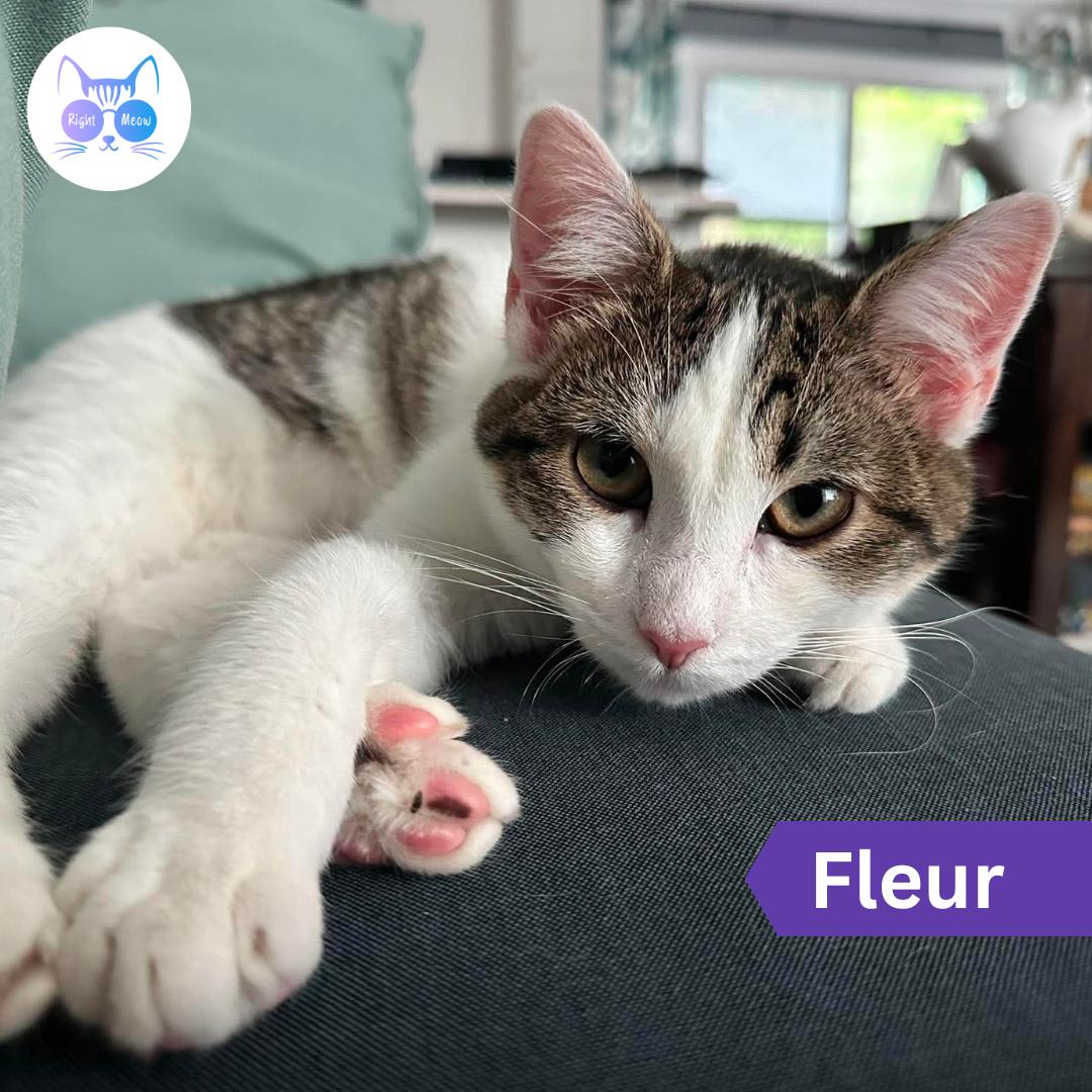 Fleur, Adoptable, Young Female Domestic Short Hair.