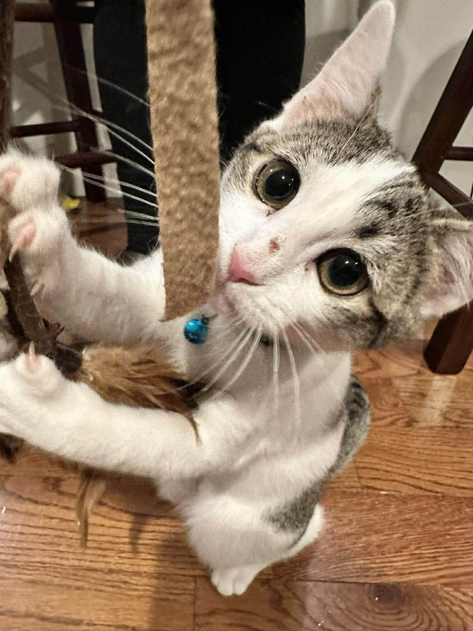 Enlarge Fleur, a Adoptable Domestic Short Hair in Penfield, NY image 4/6