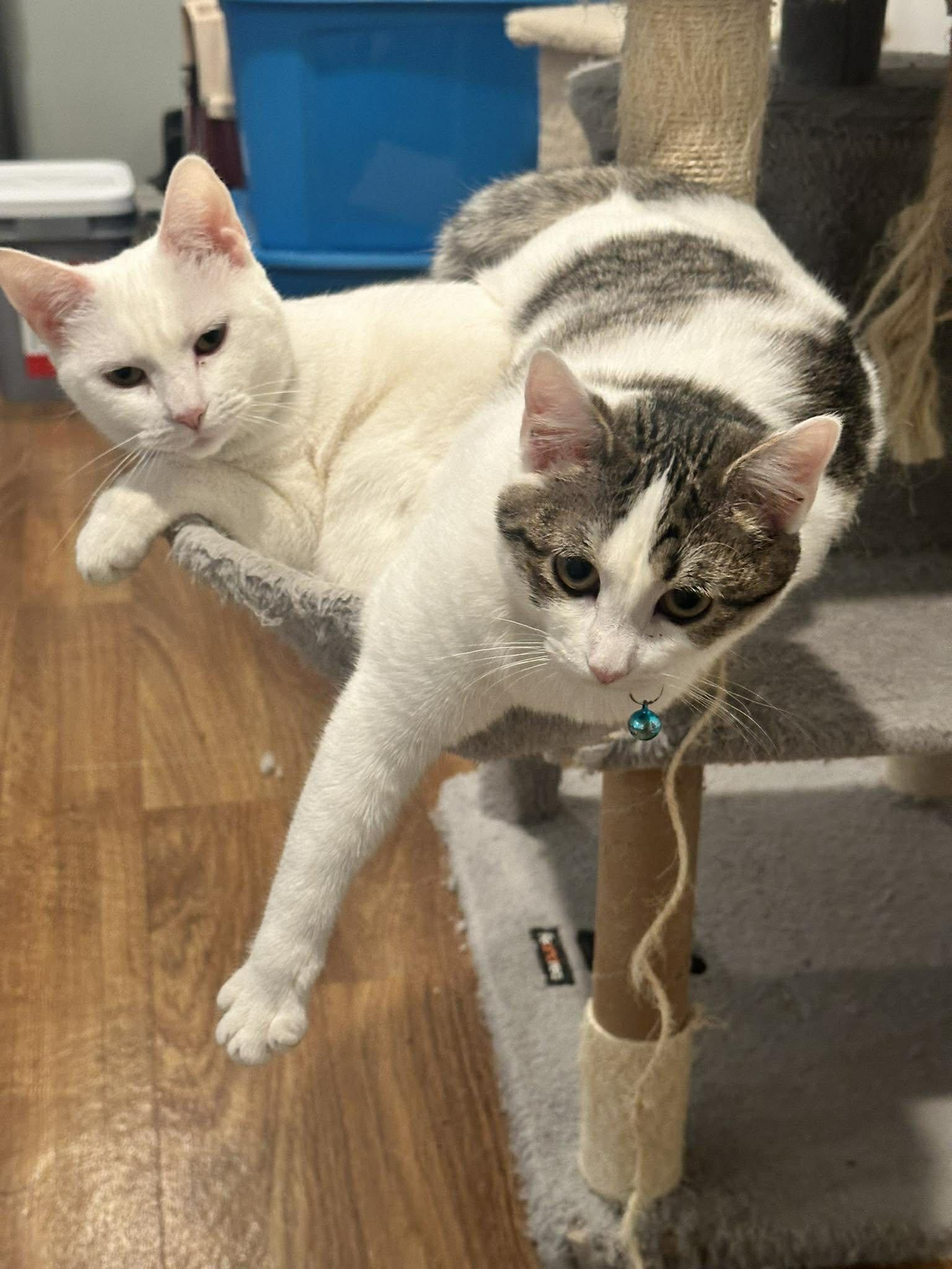 Enlarge Fleur, a Adoptable Domestic Short Hair in Penfield, NY image 5/6
