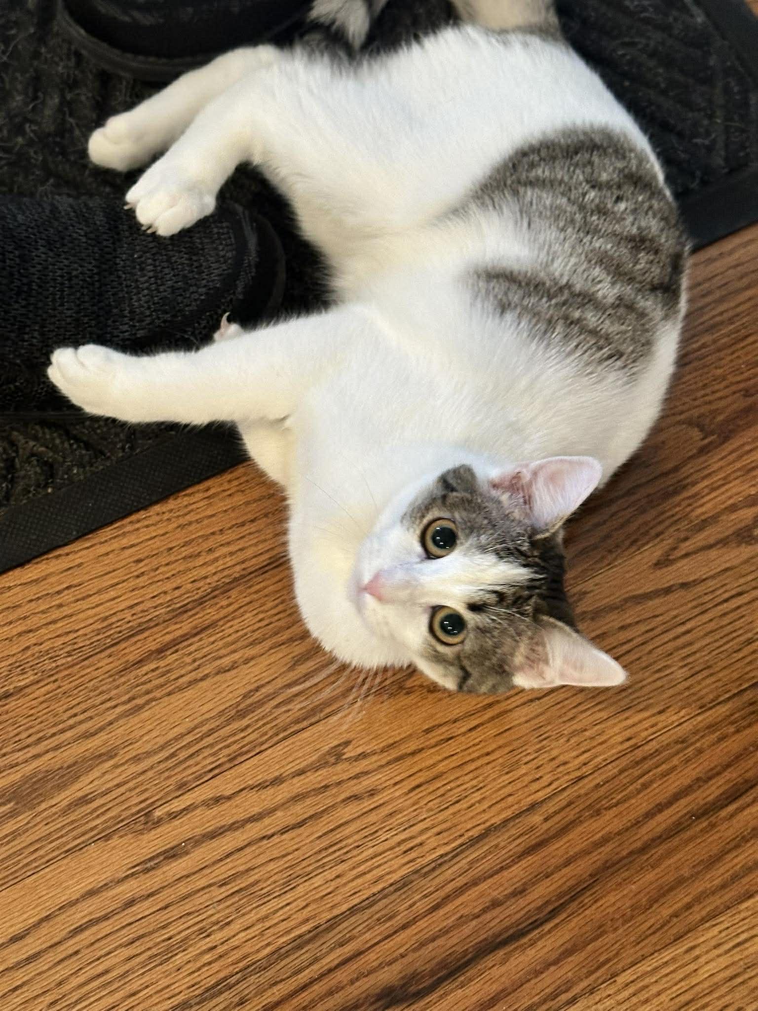 Enlarge Fleur, a Adoptable Domestic Short Hair in Penfield, NY image 6/6