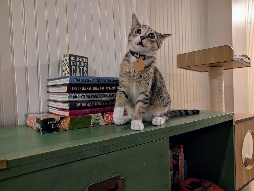 Shiloh, Adoptable, Kitten Male Domestic Short Hair.