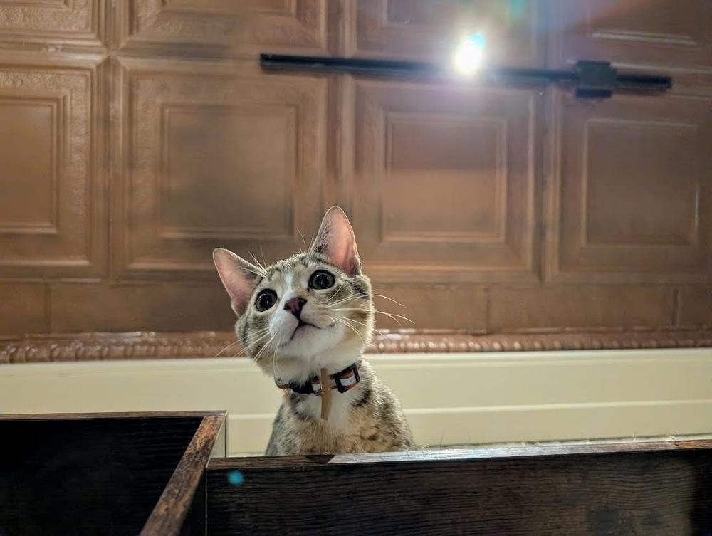 Enlarge Shiloh, a Adoptable Domestic Short Hair in Lewisburg, PA image 2/4