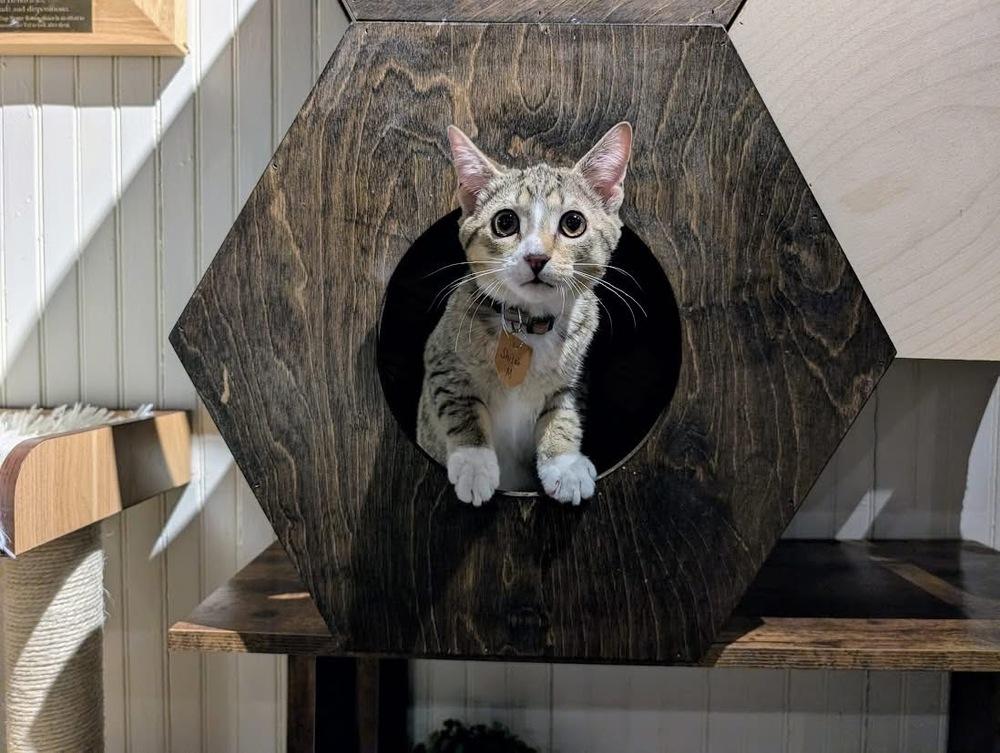 Enlarge Shiloh, a Adoptable Domestic Short Hair in Lewisburg, PA image 3/4