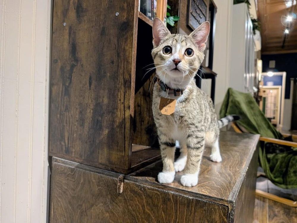 Enlarge Shiloh, a Adoptable Domestic Short Hair in Lewisburg, PA image 4/4