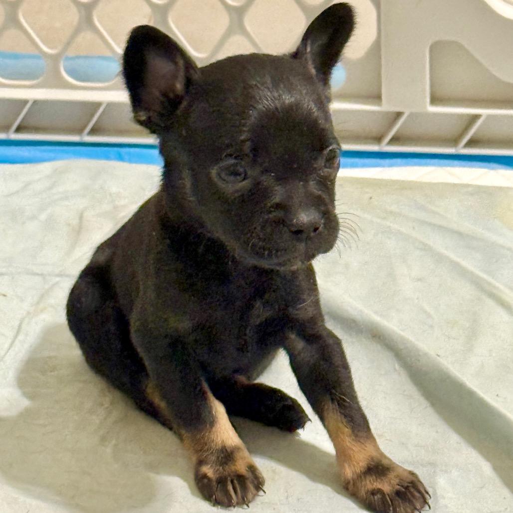 Little Girl, Adoptable, Puppy Female French Bulldog & Mixed Breed.