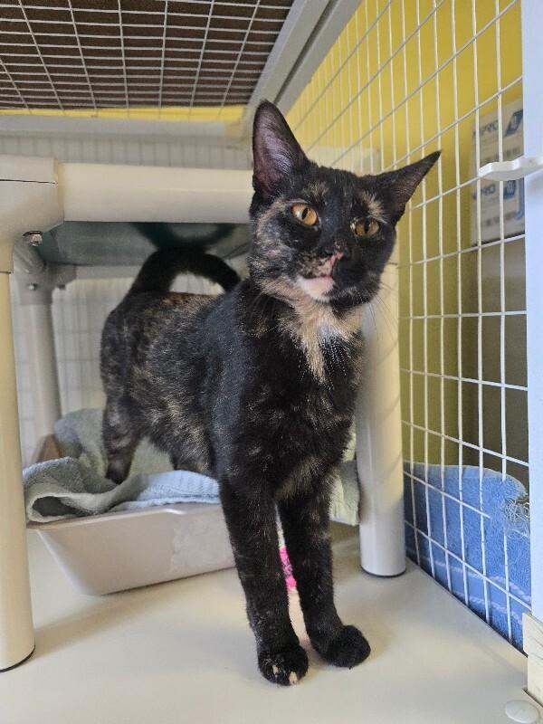 Enlarge Aggie, a Adoptable Domestic Short Hair in Cortland, NY image 1/1