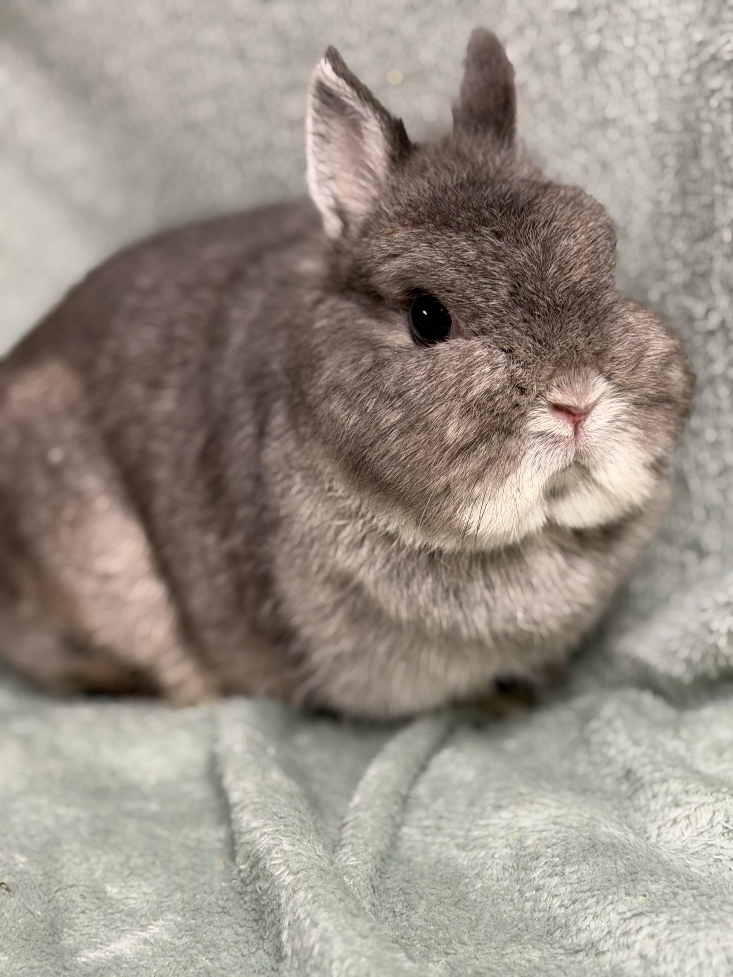 Enlarge Norah, a ADOPTABLE Netherland Dwarf in Edinburg, PA image 2/6